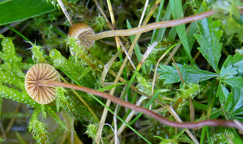 Galerina da determinare n�3